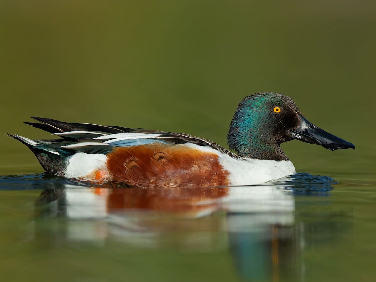 Northern Shoveler